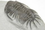 Crotalocephalus (“Cyrtometopus”) Trilobite - Scarce Species #208949-4